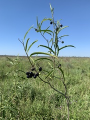 Solanum glaucophyllum