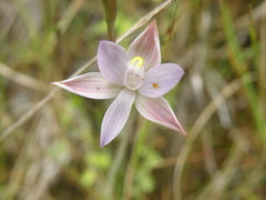Thelymitra forbesii