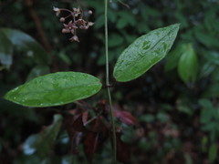 Vincetoxicum silvestre