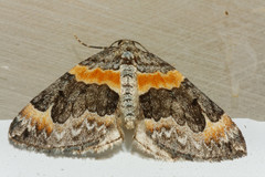 Dysstroma hersiliata