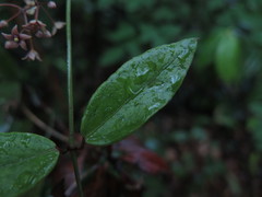 Vincetoxicum silvestre