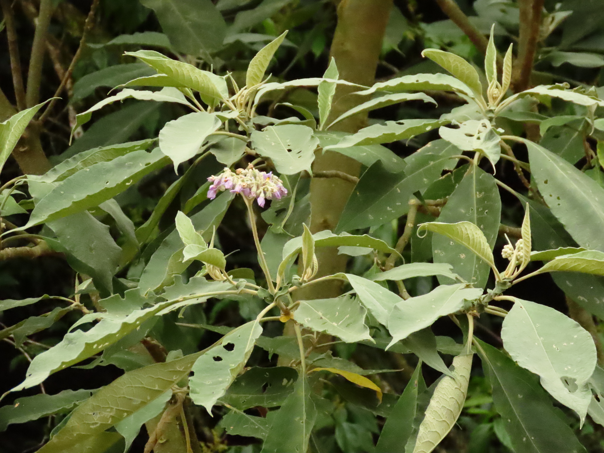 Solanum mauritianum