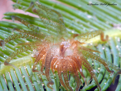 Bunodeopsis globulifera