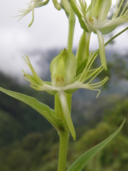 Habenaria multipartita