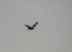 Daptrius chimango chimango