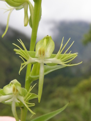 Habenaria multipartita