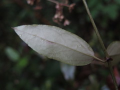 Vincetoxicum silvestre