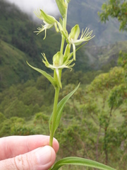 Habenaria multipartita