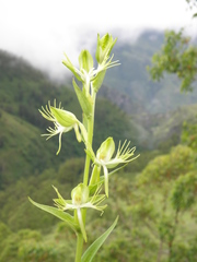 Habenaria multipartita