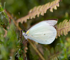 Leptophobia aripa balidia