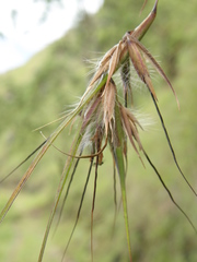 Themeda