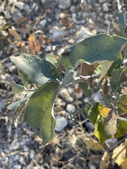 Quercus mohriana