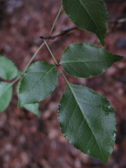 Fraxinus insularis