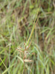 Themeda