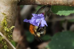 Bombus pascuorum