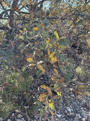 Quercus mohriana