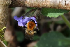 Bombus pascuorum