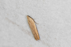 Mesophleps adustipennis