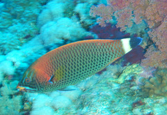 Pseudodax moluccanus