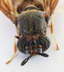 Hermetia subpellucida