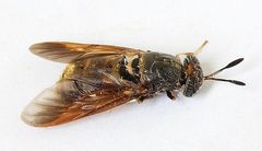 Hermetia subpellucida