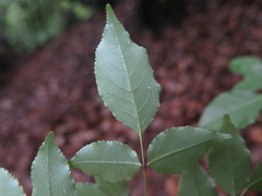 Fraxinus insularis