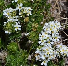 Leptosiphon nuttallii