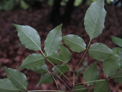 Fraxinus insularis
