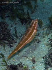Cryptotomus roseus