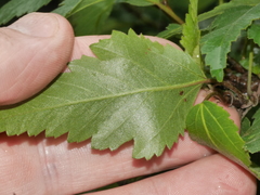 Plagianthus regius regius