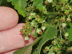 Plagianthus regius regius