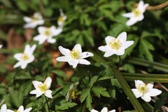 Anemonoides nemorosa