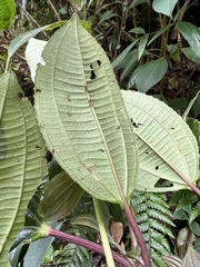 Axinaea macrophylla