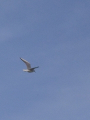 Chroicocephalus ridibundus