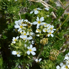 Leptosiphon nuttallii