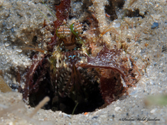 Pseudosquilla ciliata