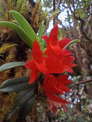 Fernandezia sanguinea