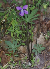 Viola brittoniana