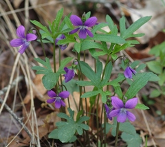 Viola brittoniana