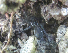 Diapontia uruguayensis