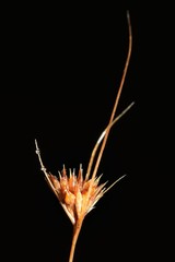 Rhynchospora chapmanii