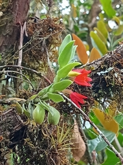 Fernandezia sanguinea