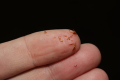 Rhynchospora chapmanii