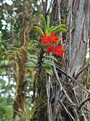 Fernandezia sanguinea
