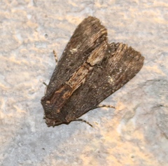 Dypterygia patina