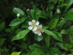 Crataegus cuneata
