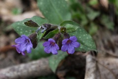 Pulmonaria officinalis