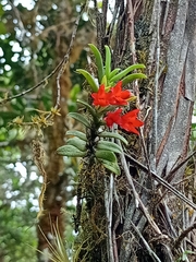 Fernandezia sanguinea