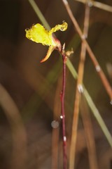 Utricularia juncea
