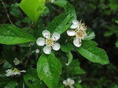 Crataegus cuneata